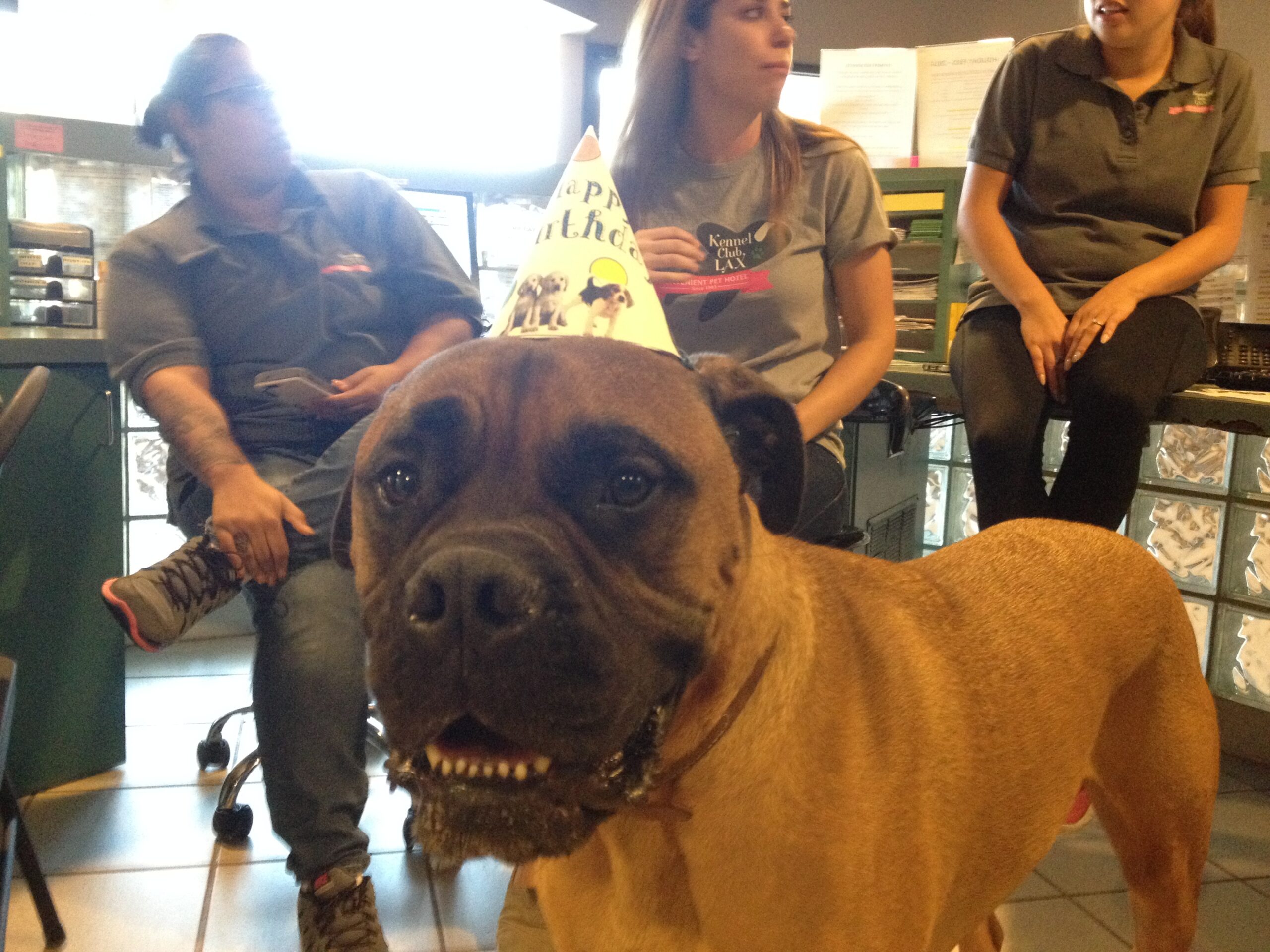 Birthday party for VIP pets
