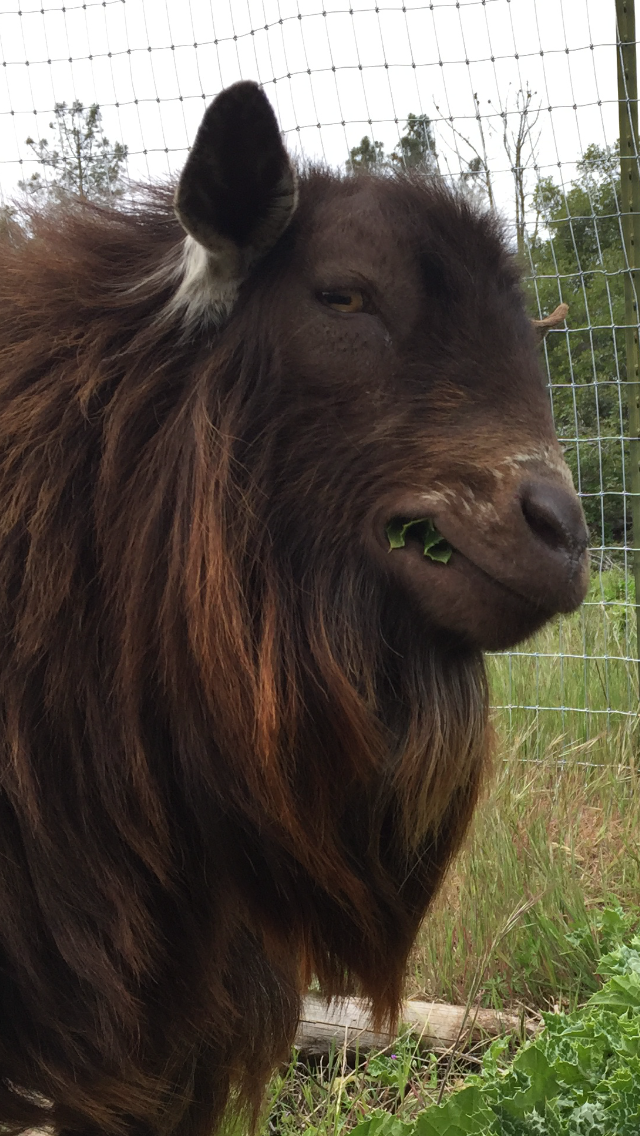 Goats smile too