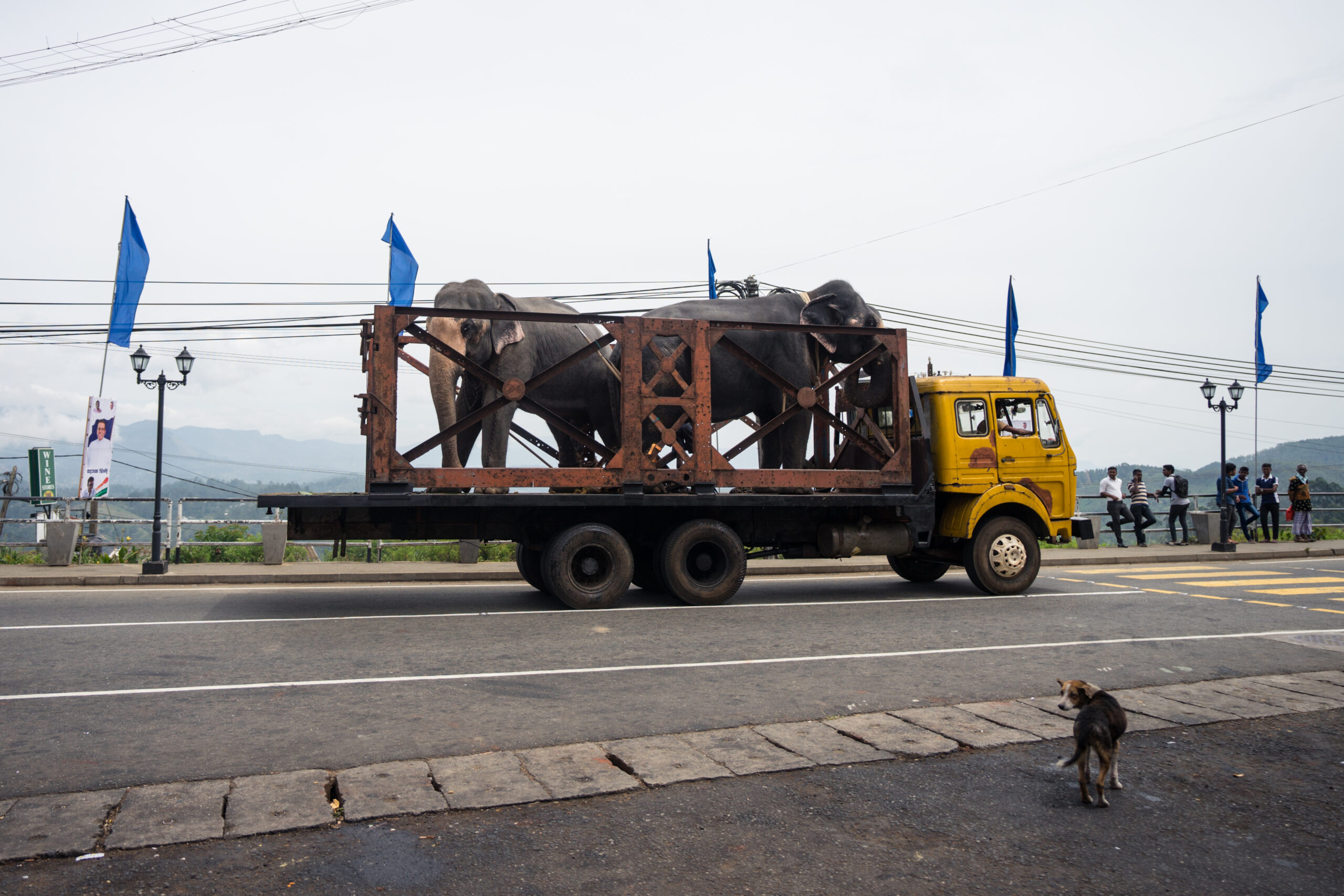 Elephants travel to airport.