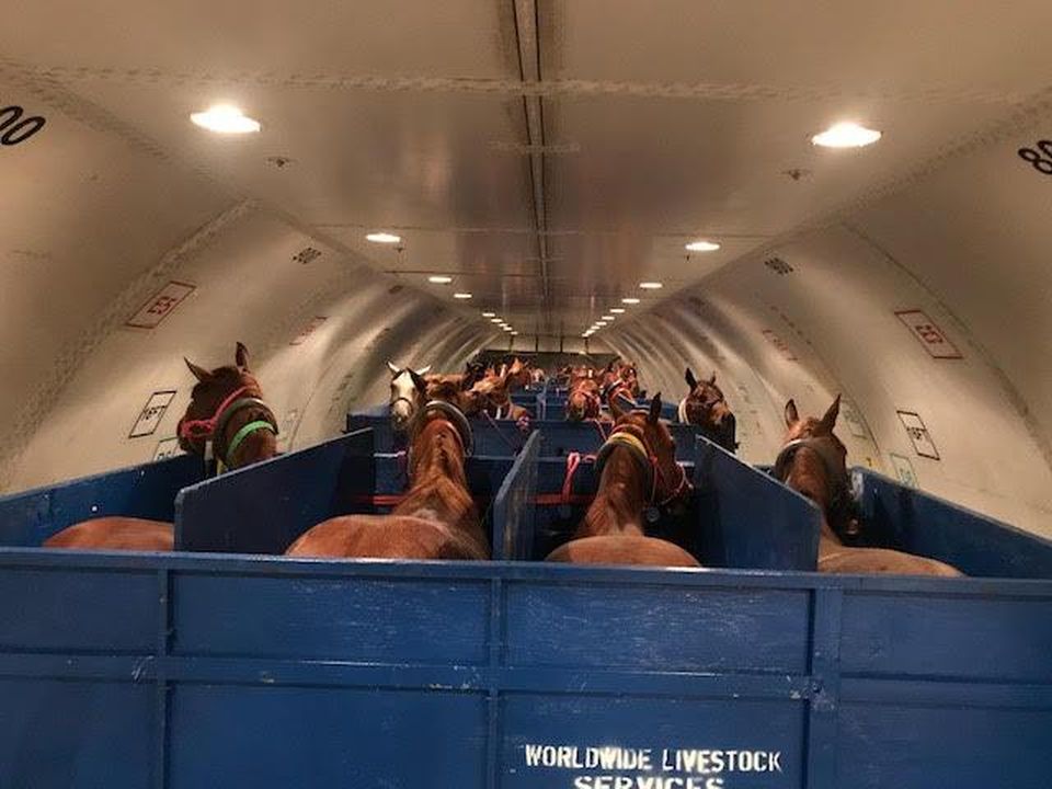 when horses travel