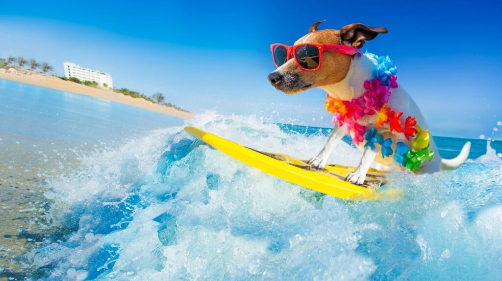 Pet travel to any island